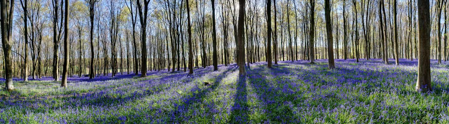 Bluebells in Micheldever Woods image from the Landscape gallery by Nick Oakley Photopgraphy