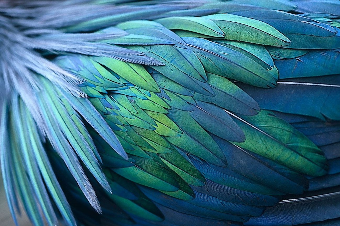 Long thin mantle feathers and rounder wing feathers in striking blues and greens