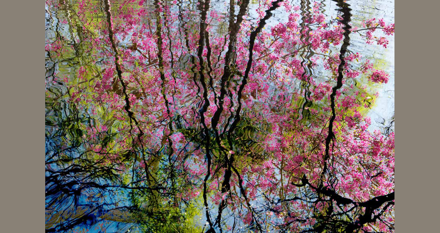 Silver birch trees in spring leaves reflected with pink cherry blossom