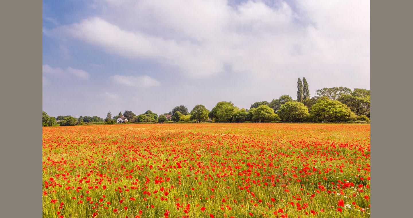 Landscape Photograph – a field of poppies stretches to the tree-lined horizon