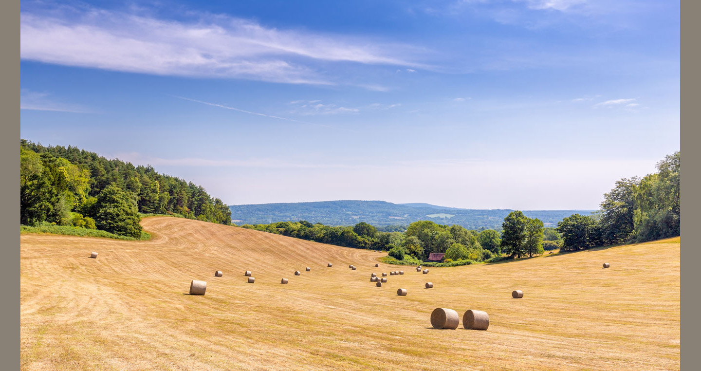 Landscape Photograph - round bales sit in a golden  harvested field